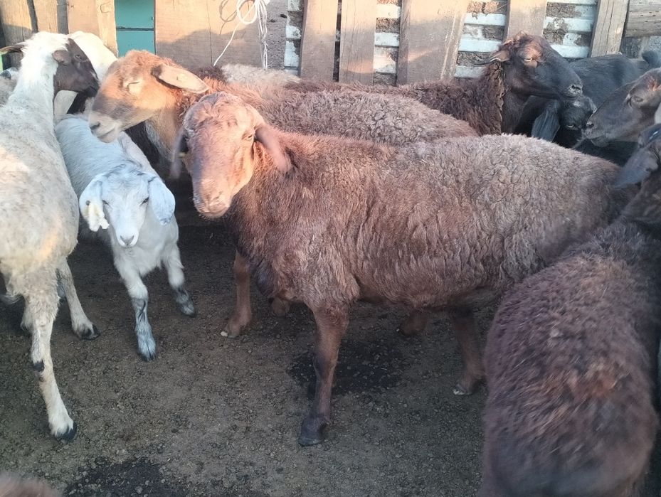 Продам қошқар етті жақсы тұқымды
