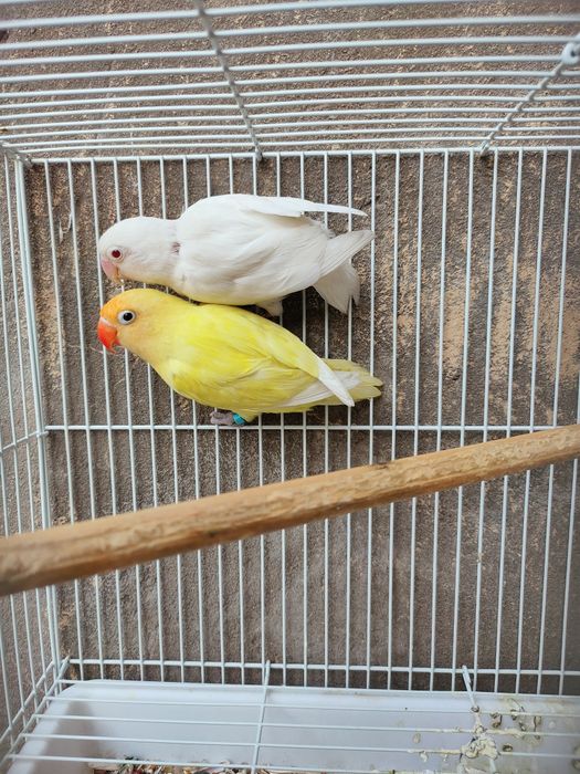 krimonya+albinos par