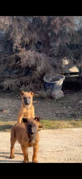 Щенки бельгийский овчарка Малинуа