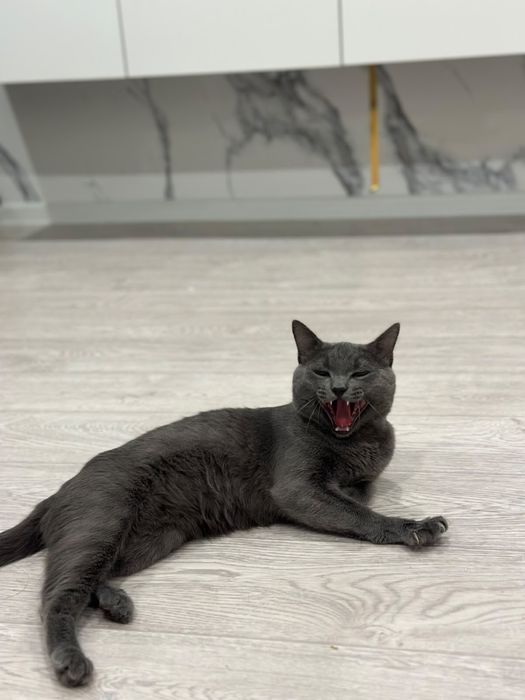 Котенок в добрые руки, бесплатно