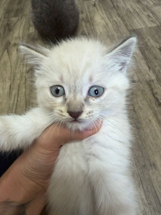 Котята Подарки для дома и души