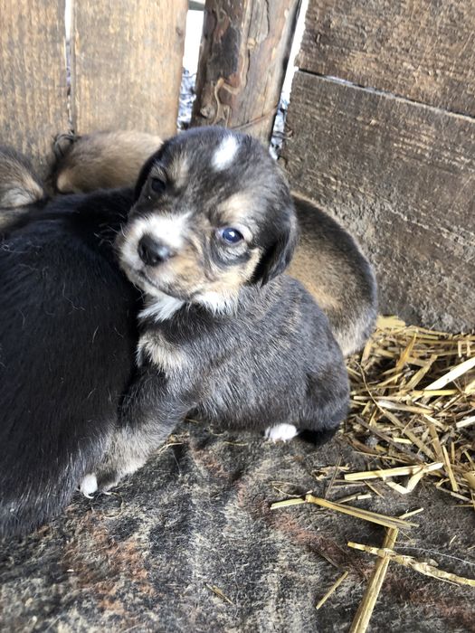 Donez catelusi 4 fete si 3 baieti