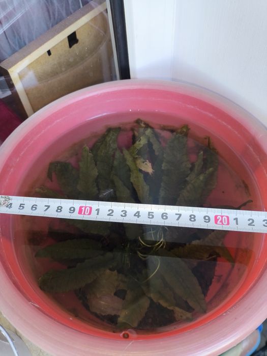 Криптокорина, растение в аквариум