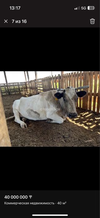 Продается дойные коровы с теленками!