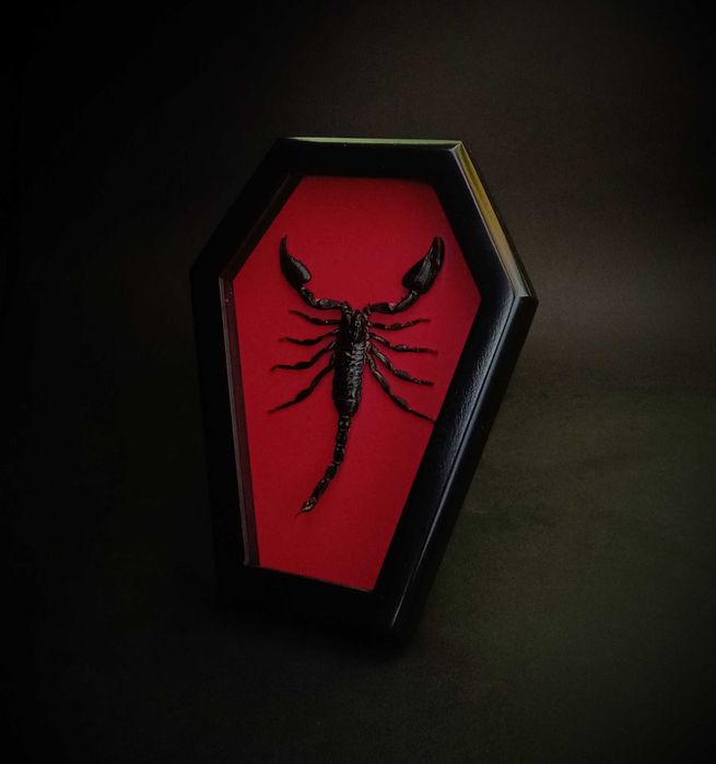 Подарък за зодия Скорпион, Препариран истински скорпион в рамка