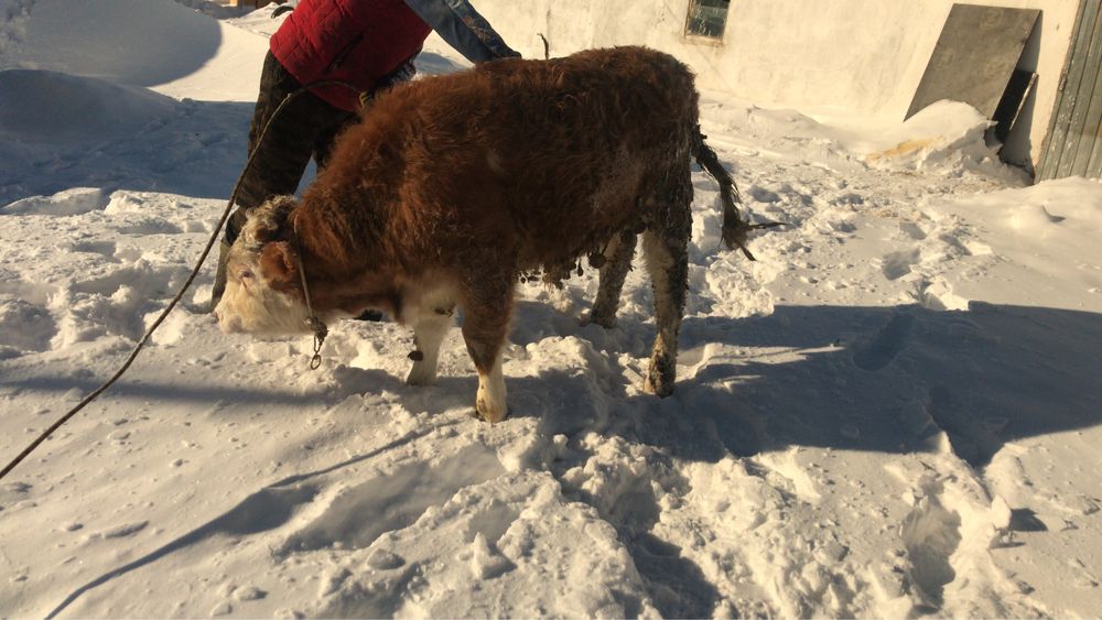 11 айлык бызаулар сатылады 5 бас