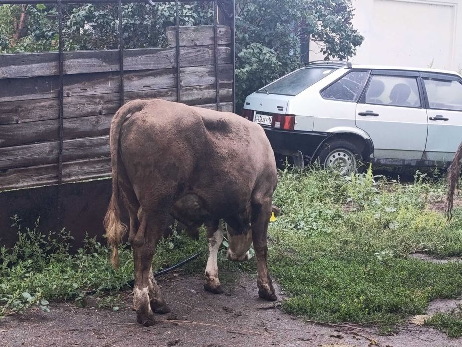 Продам бычков 1.5