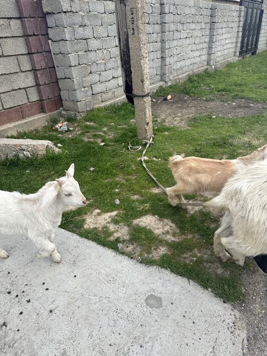 2айлық лақтар  бар сатылатын