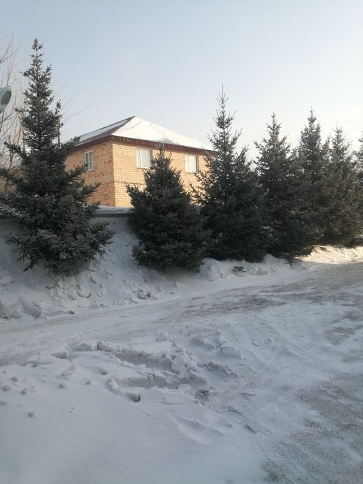 Продам ель зелёную