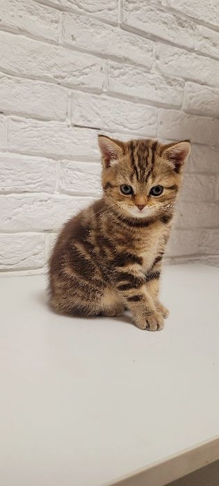 Продается котенок.Девочка шотландка