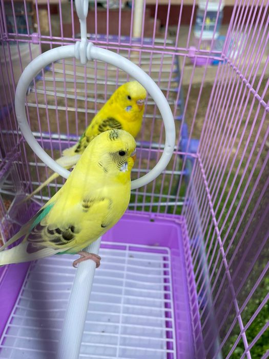 Продам пара попугай с клеткой