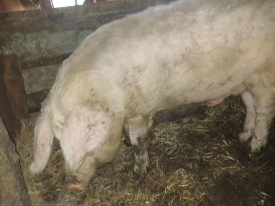 Хряк в работе...