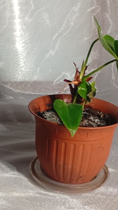 Комнатные растение:филодендрон,рео,эониум