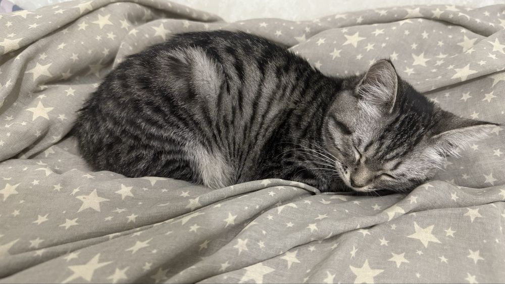 Бесплатно, котёнок