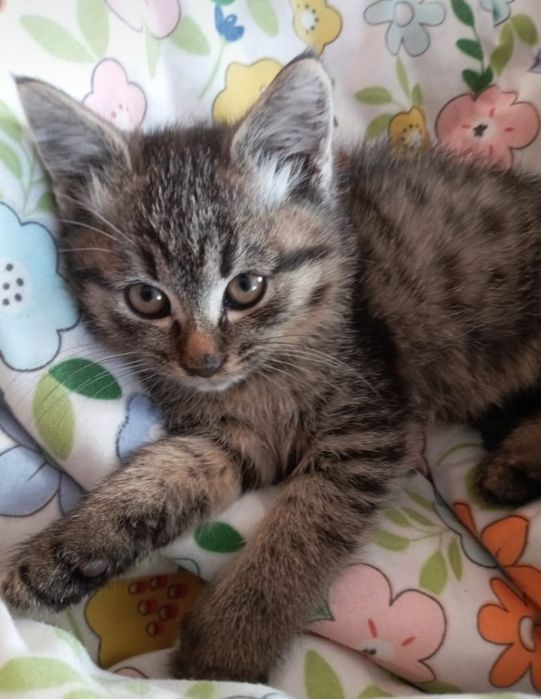 Бесплатно котят в добрые руки