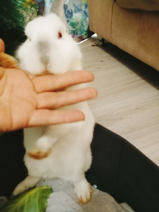 Кролики декоративные