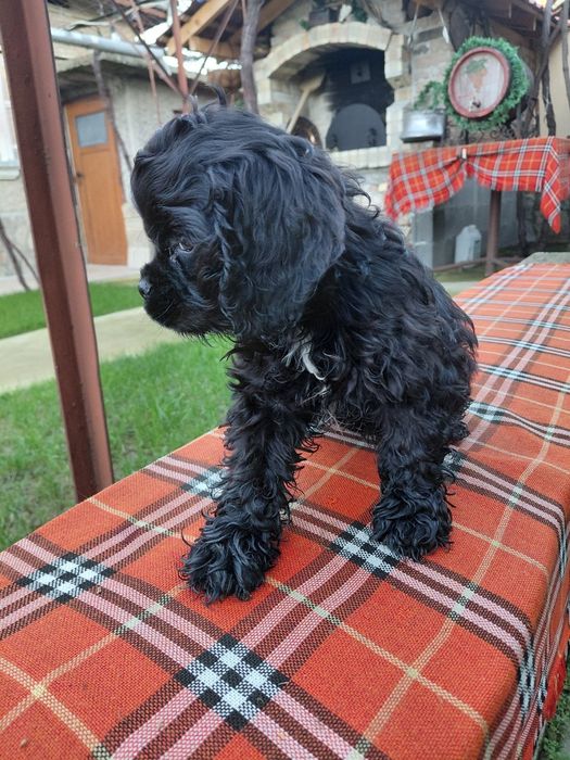 Американски кокер