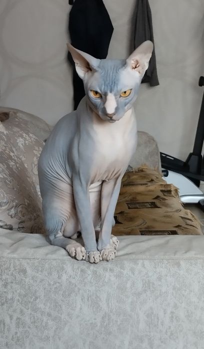 Кот канадский сфинкс