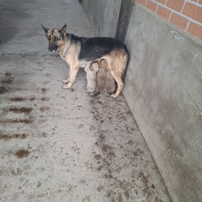 Щенки отдам в хорошие руки