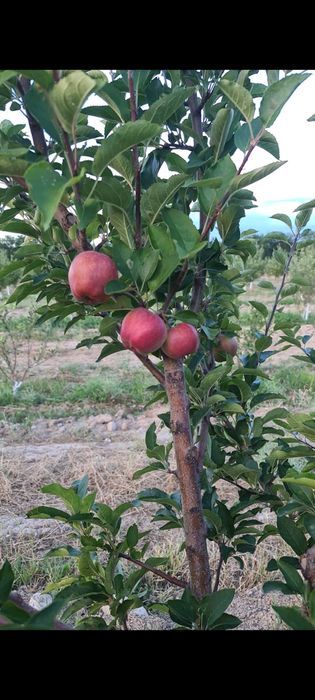 Сад яблоневый Иссык