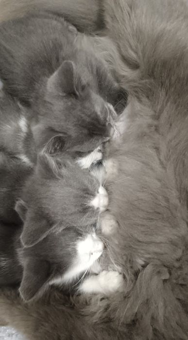 Котята бесплатно