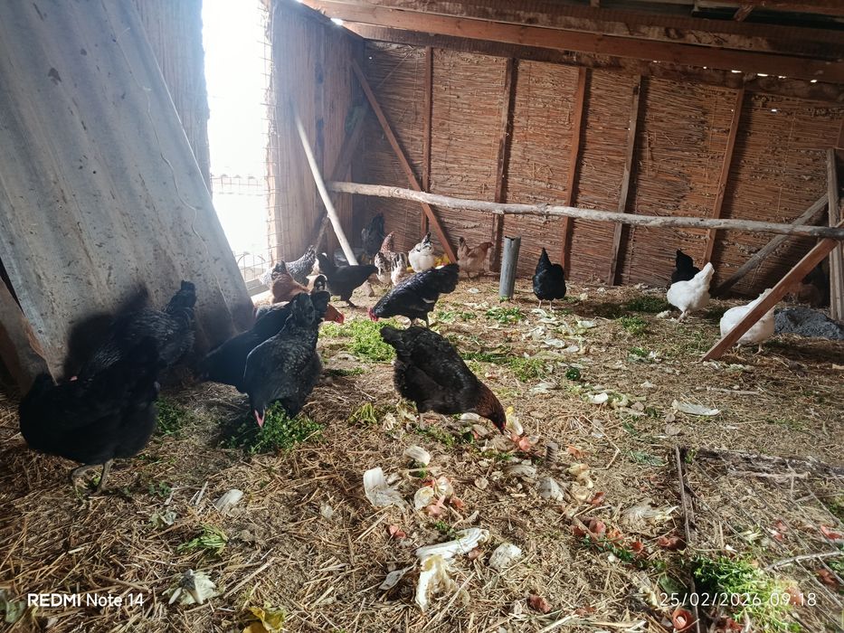 Damashniy tovuqlar sotiladi