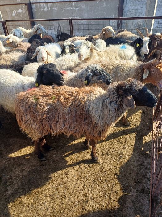 Ири багатын койлар сатылады