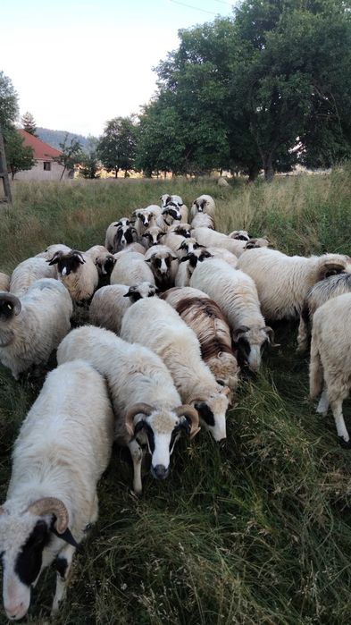 Animale oi breze