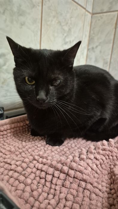 Pirata, pisica cauta familie