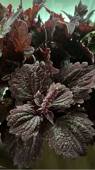 Продам сортовые колеусы