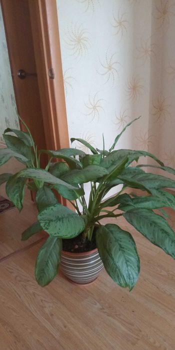 Продам комнатный цветок