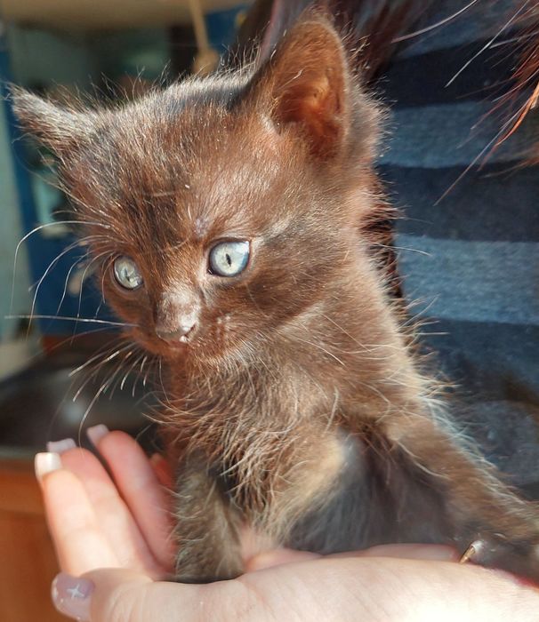 Котёнок, 2 месяца