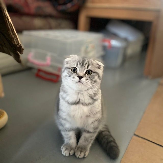 Mushukni zoti toza fold onasi fold otasi strayd 5 oyli