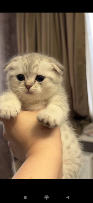 Продаётся котики серебристый Шен шыла