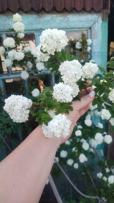 Дача восточный правый 5 дачи