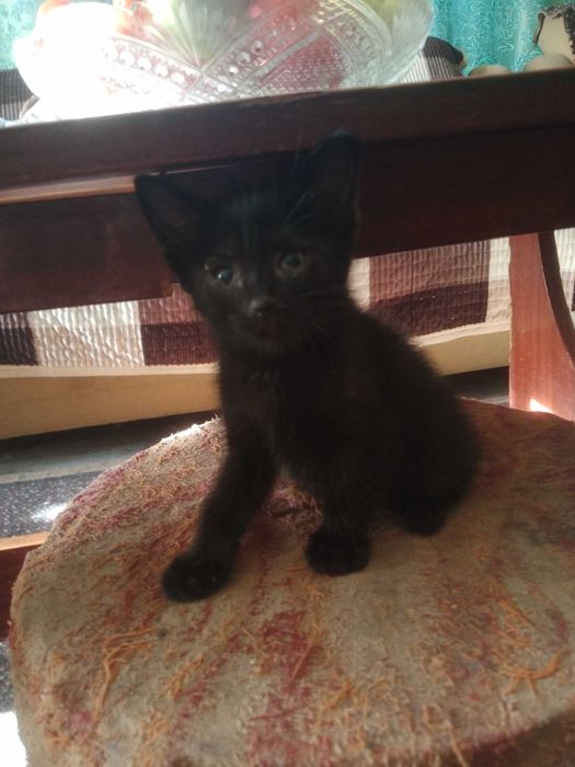 котята мышеловы. ,добрым людям