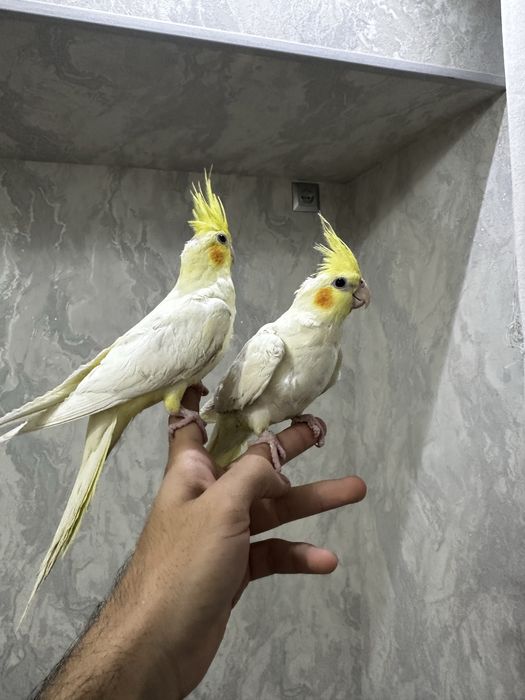 Ruchnoy Karella sotiladi