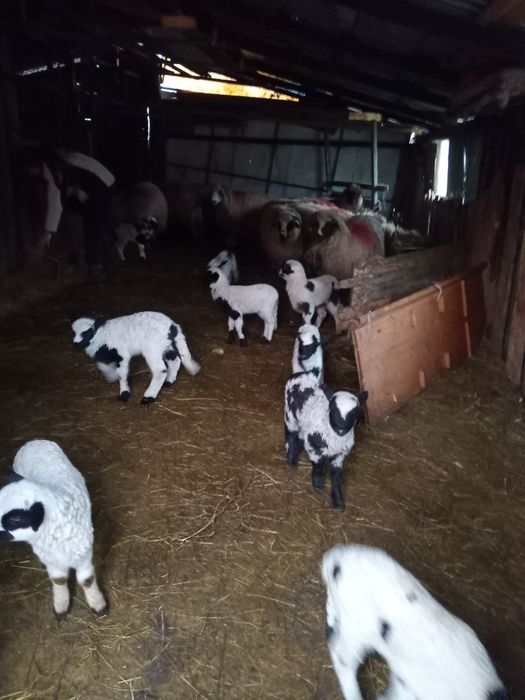 Vand miei in darlos 25 de lei kg 0743809104