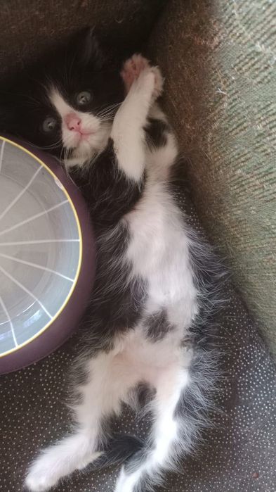 Котенок 2 мес. Девочка