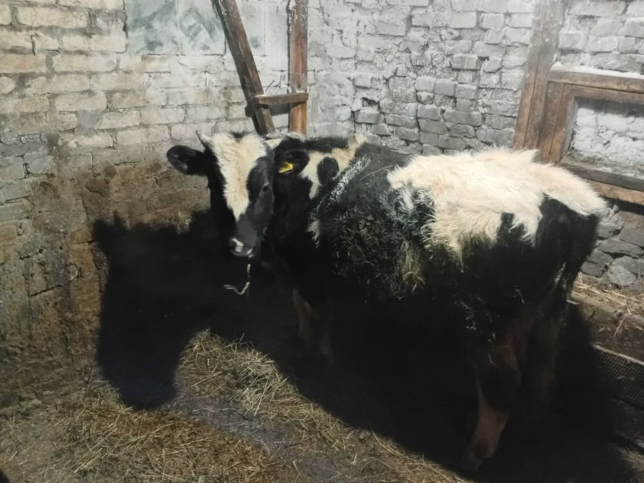 Бычек на доращивание