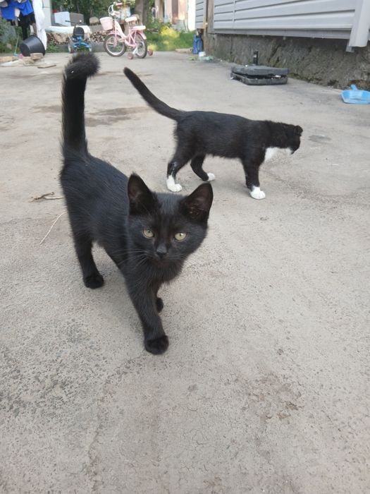 Отдам котиков бесплатно