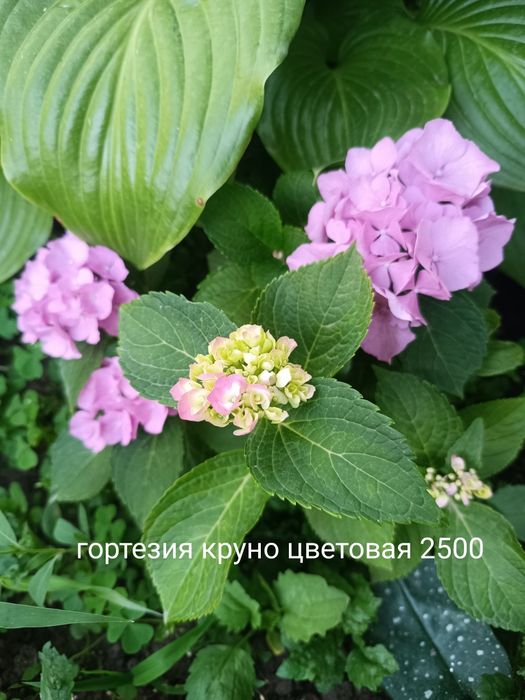Продам флоксы  многолетний