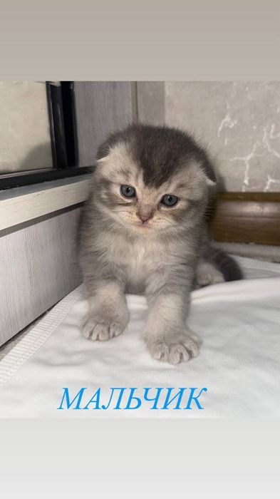 Продаются пушистые комочки счастья