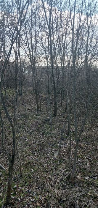 Дърва за огрев различни видове половин и ЦЯЛ Бус