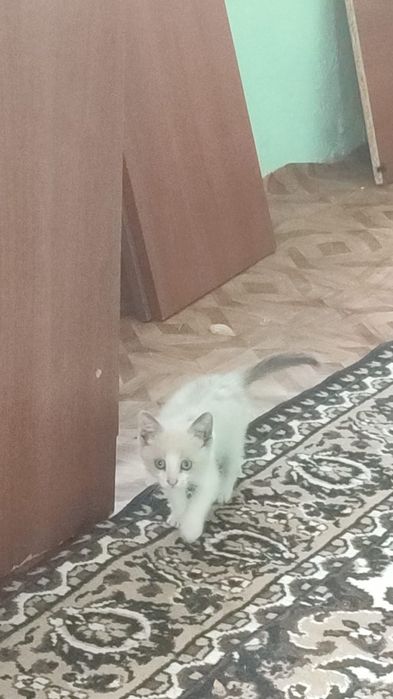 Котенок мальчик.