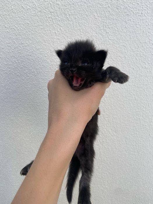 Котенок мальчик, родился 29.07.26