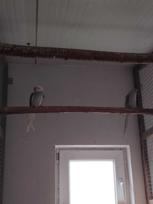 Micul și Marele Alexandru