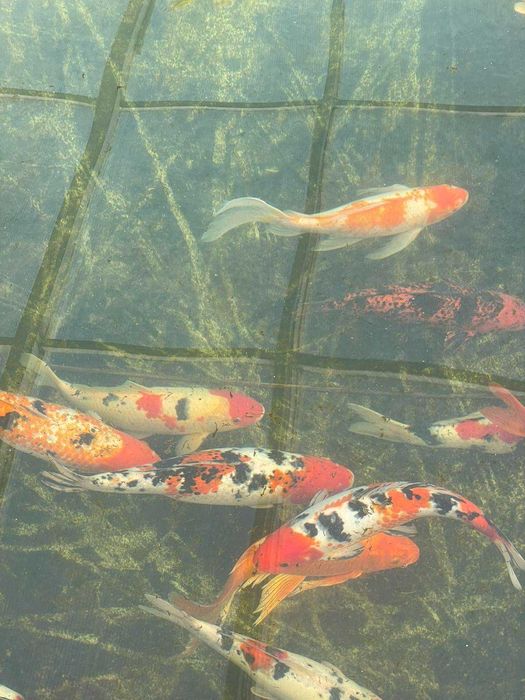 Езерни рибки кои