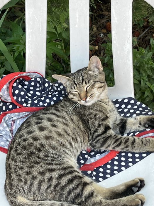 Отдам бесплатно котят