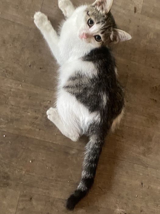 Котята в хорошие руки